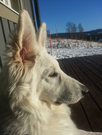 Solar på altanen