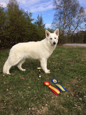 Nat Off SKK Piteå. 2015-05-17. Ck, Cert, BIR.