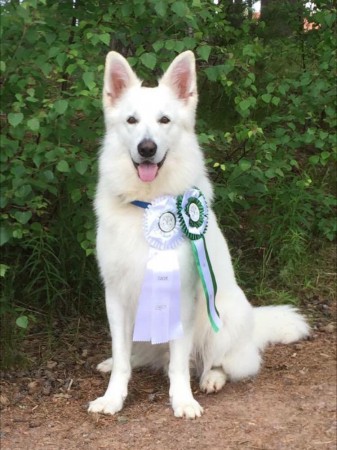 Leksand Dog Show, CACIB, BIM. 2016