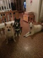 /album/bildgalleri/flocken-jpg/